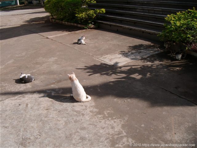 猫寺