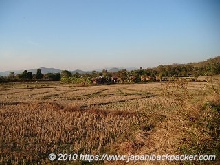 田んぼ