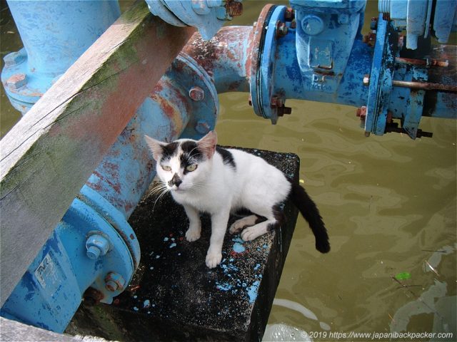 水上猫