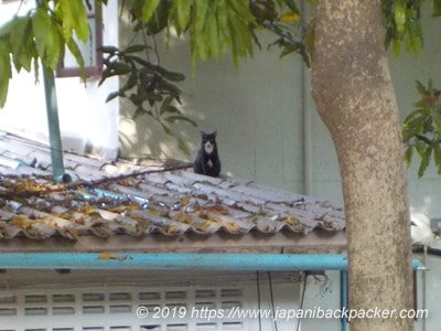 サメット島の猫