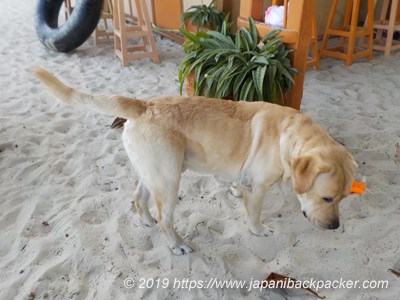 Tubtim Resortの犬