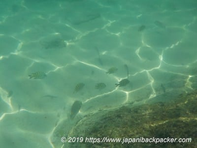 サメット島のシュノーケリング