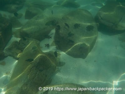 サメット島のシュノーケリング