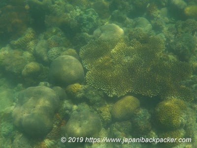 サメット島のサンゴ