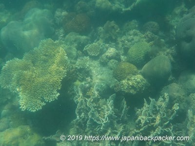 サメット島のサンゴ