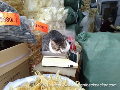 香港の猫