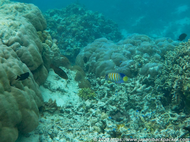 ブラックコーラル島 巨大サンゴ