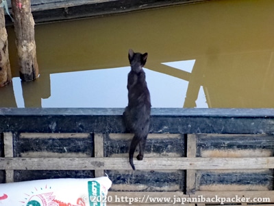 インレー湖の子猫