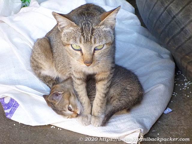 ミャンマーの親子猫