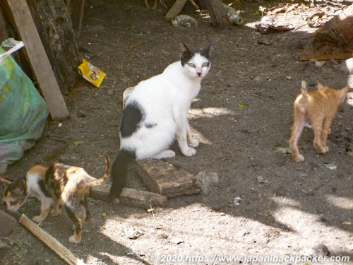 マラパスクア島の猫