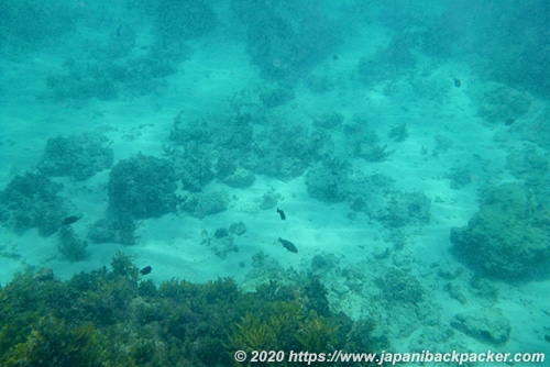 マラパスクア島の魚