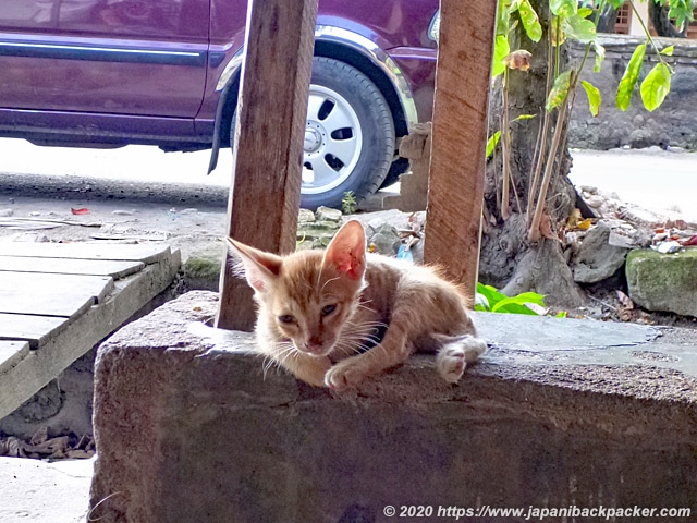 ロンボク島の子猫