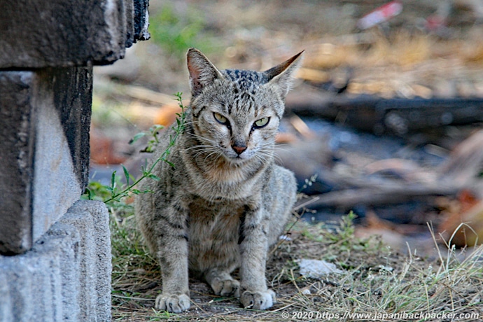 ギリメノ島の猫