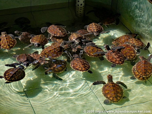 ギリメノ島ウミガメの保護施設