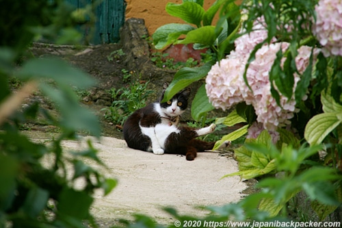 スペイン 猫