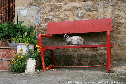 スペインの猫