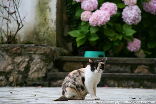 スペインの猫