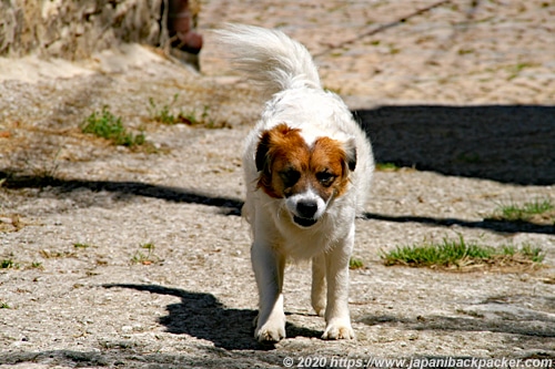 スペインの犬