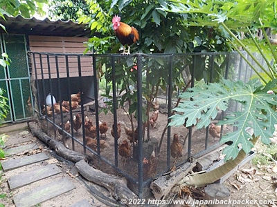 サムイ島　鶏小屋