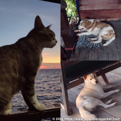 タオ島 猫 犬