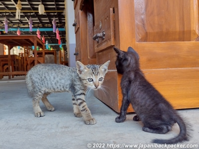 タイの子猫