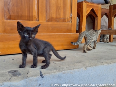 タイの子猫