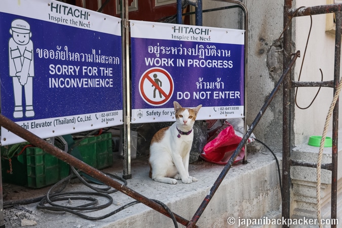 ワットパクナム　猫