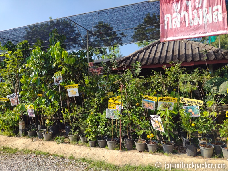 チェンライの植木屋