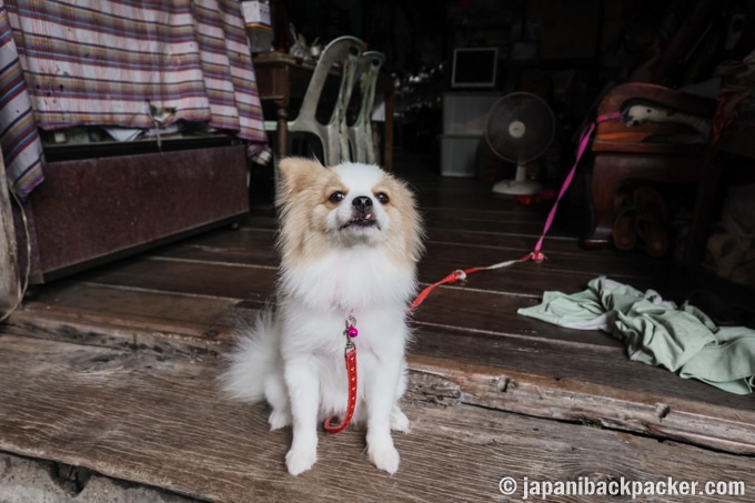 アンパワー水上マーケット　犬