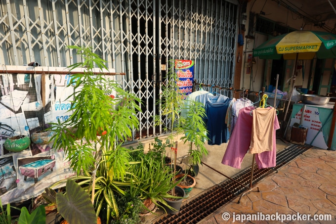 タイ　大麻草の家庭栽培