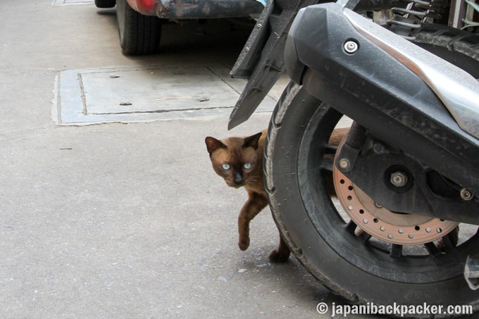 バンコク タラートノイ 猫