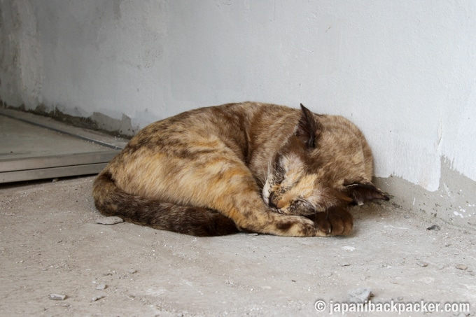 バンコク タラートノイ 猫