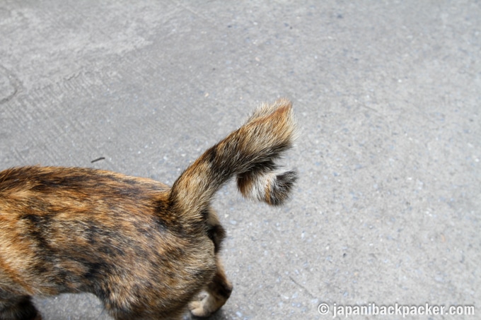 バンコク タラートノイ 猫　かぎしっぽ