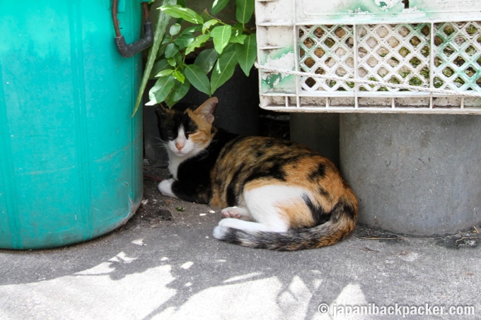 バンコク タラートノイ 猫