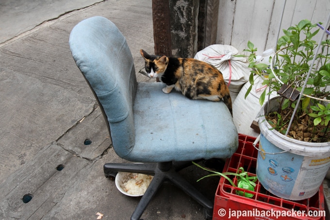 バンコク タラートノイ 猫