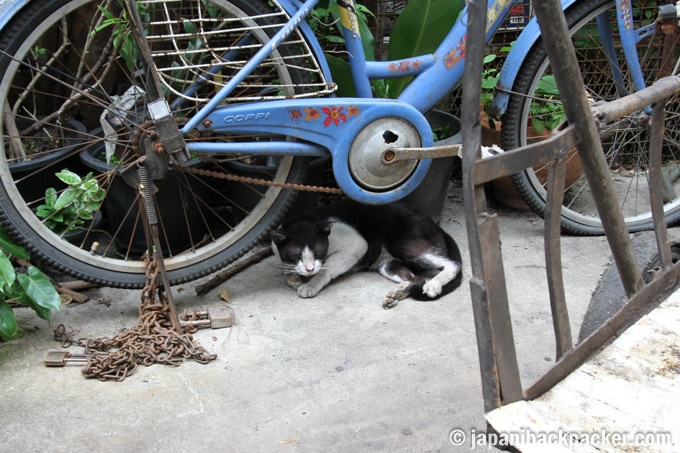 タラートノイ 街歩き　猫