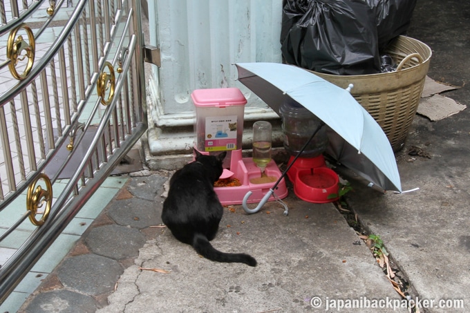 タラートノイ 街歩き　猫