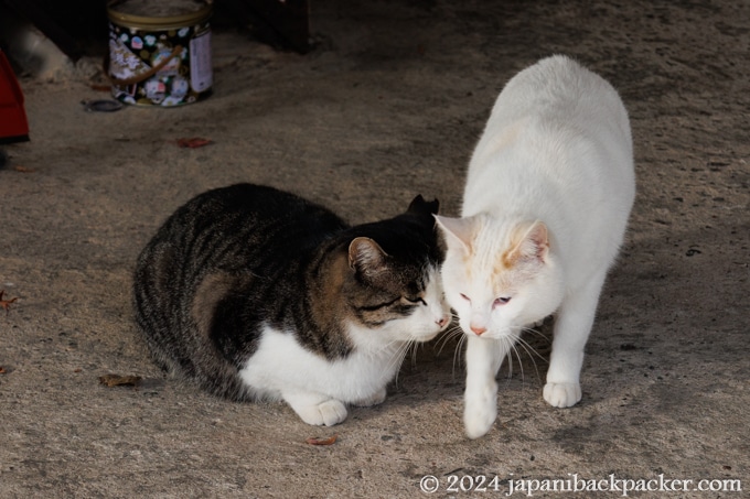 馬籠宿の猫