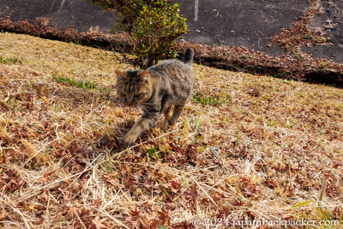 馬籠宿の猫