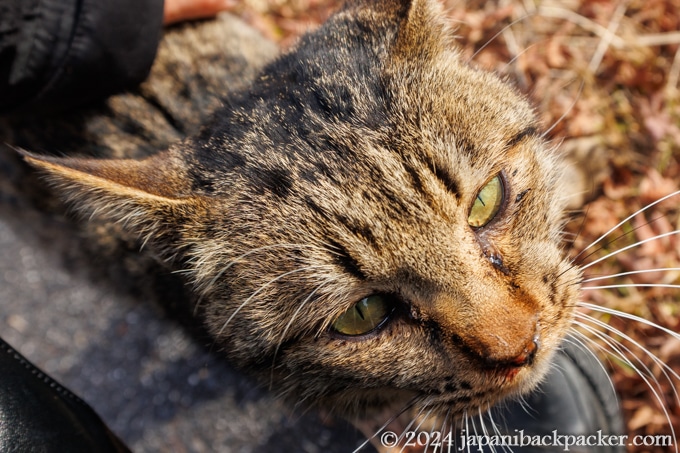 馬籠宿の猫