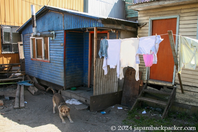 チロエ島の犬