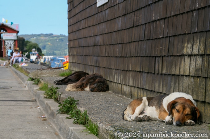 チロエ島の港の犬