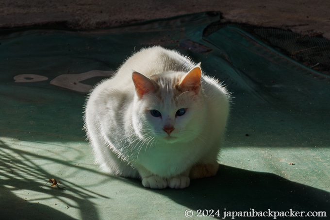 馬籠宿の白猫