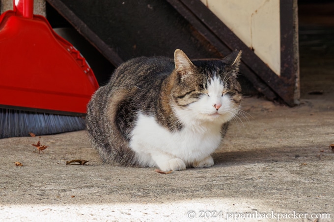 馬籠宿の猫