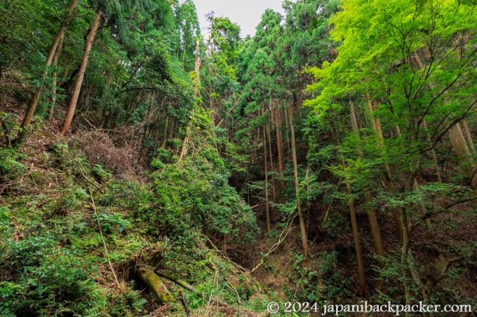 京都の森