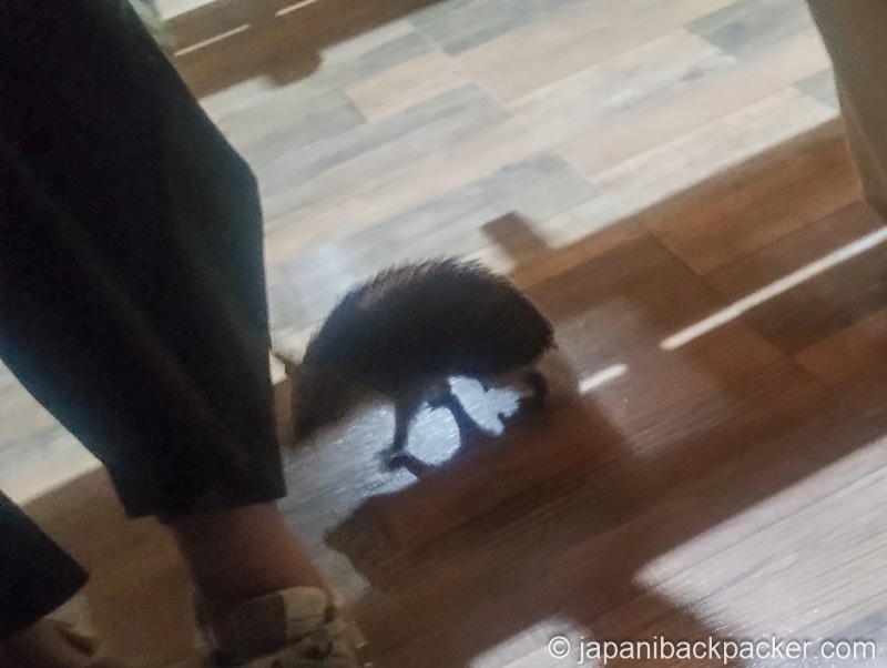 ハリネズミ