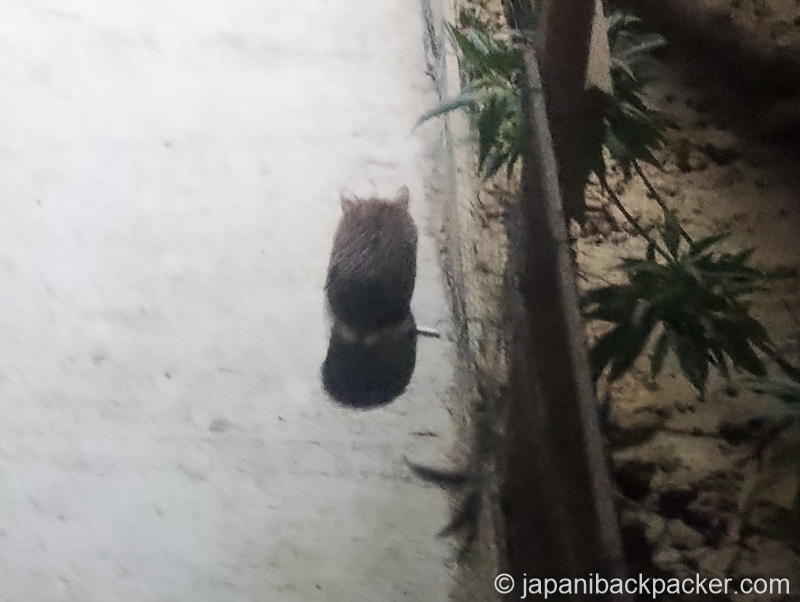 ハリネズミ
