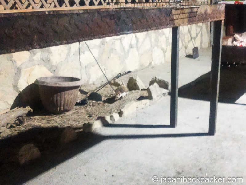 ハリネズミ