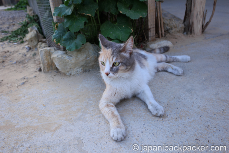 トルクメニスタン、ダルヴァザのキャンピングサイトの猫