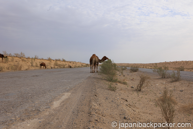 トルクメニスタン、カラクム砂漠のラクダ